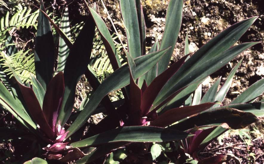 Foto: Reo mnohobarv�