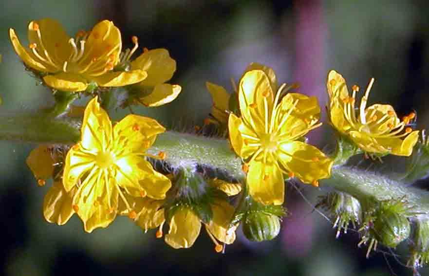 Fotky: �ep�k L�ka�sk� (foto, obrazky)