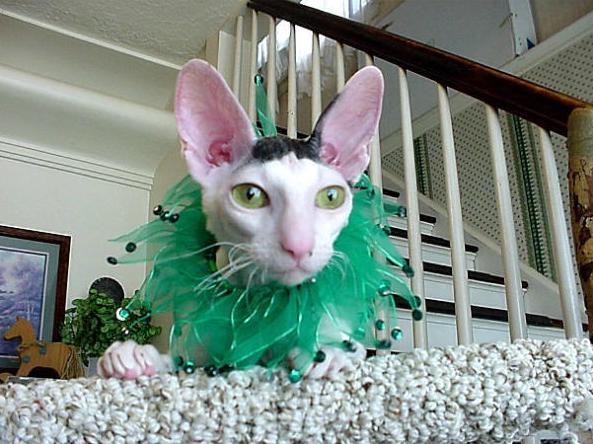 Foto: Rexi-Cornis Rex