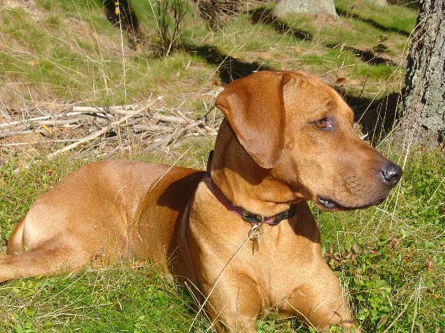 Fotky: Rhod�sk� ridgeback, Rhod�zsk� ridgeback (foto, obrazky)