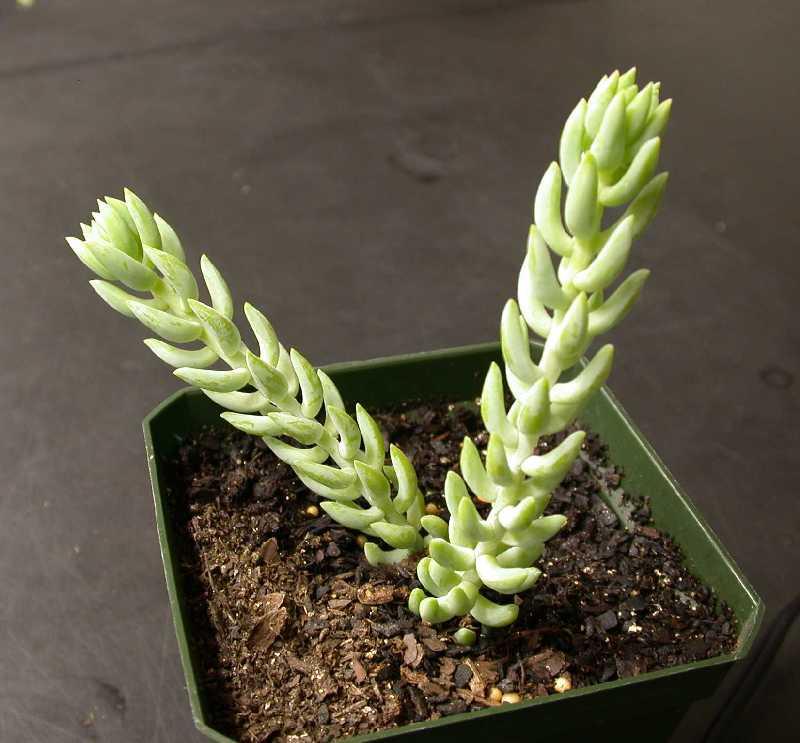 Fotky: Rozchodn�k (foto, obrazky)