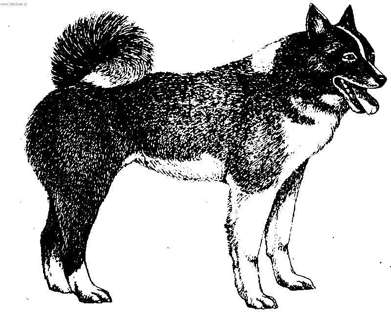 Fotky: Ruskoevropsk� lajka (foto, obrazky)