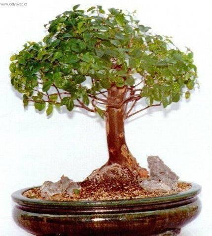 Fotky: Sager�cie �ajov� (foto, obrazky)