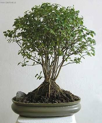 Foto: Sager�cie �ajov�