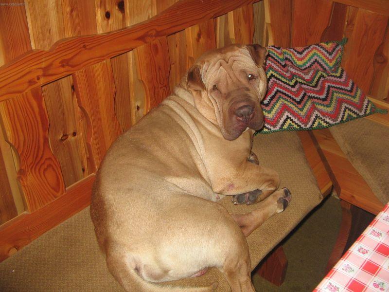 Foto: �arpej-N� Apollo... Majitelka: Sabrina