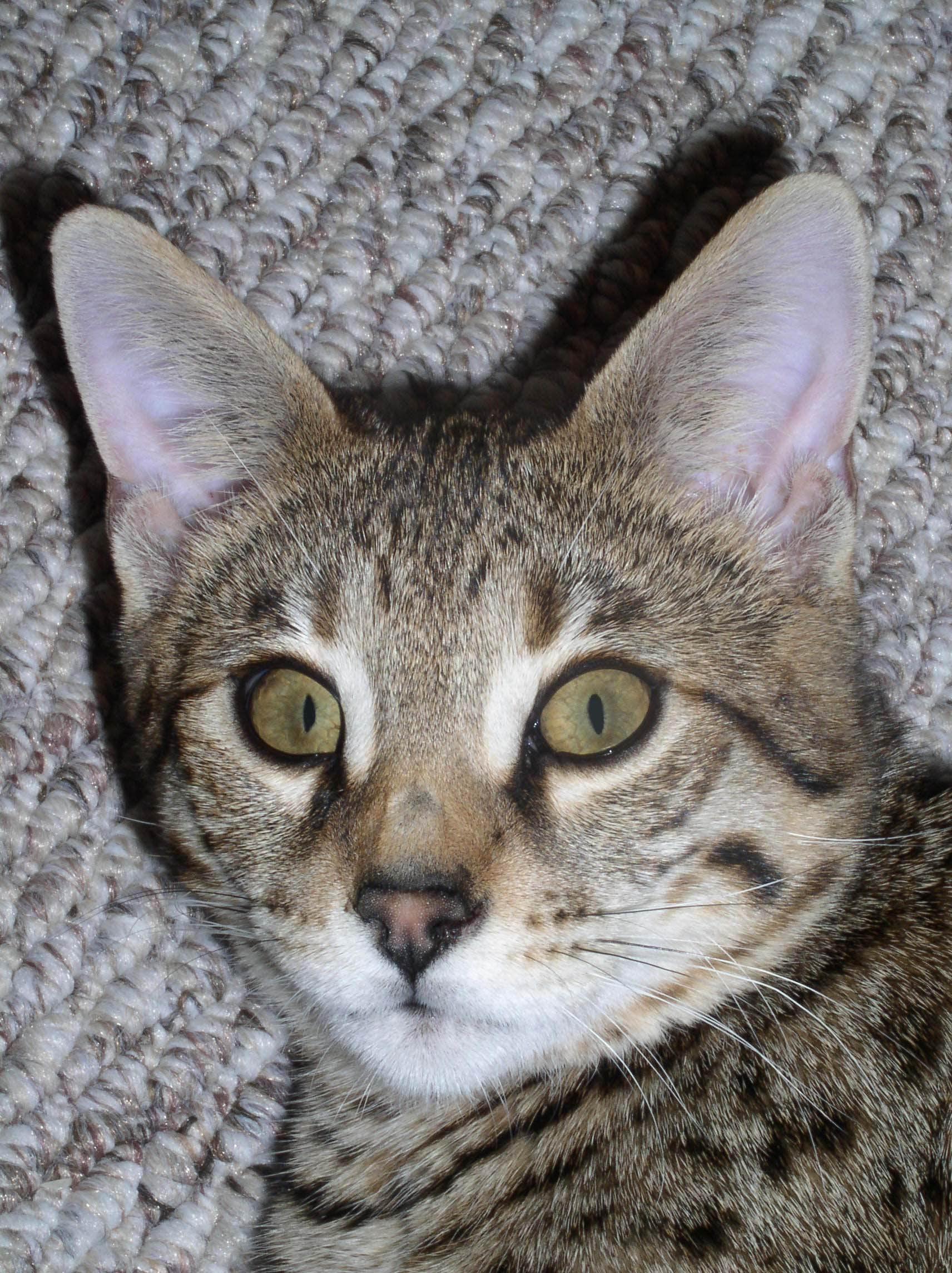 Fotky: Savanov� ko�ka (foto, obrazky)