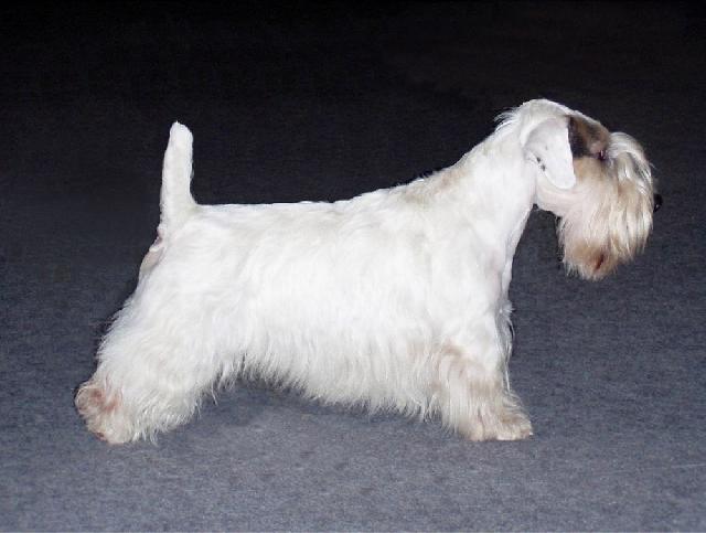 Foto: Sealyham teri�r-Lumpik Sealy Ross-Cynopolis. Majitel: Basia (basia@pobox.sk, www.sealyhamterrier.estranky.cz)