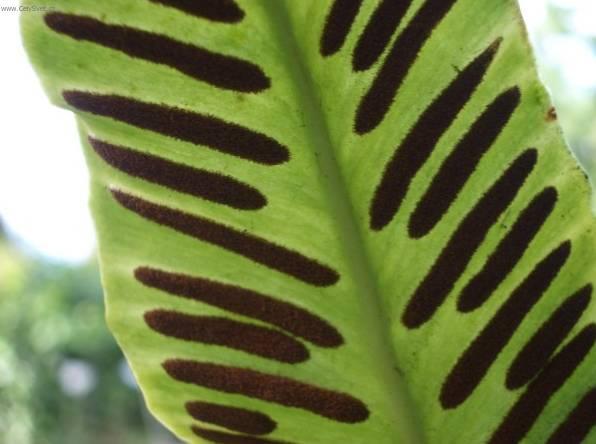 Fotky: Slezin�k (foto, obrazky)