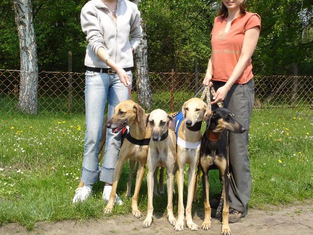 Foto: Sloughi, arabsk� chrt-Sloughi. Majitel: luciellka@centrum.cz