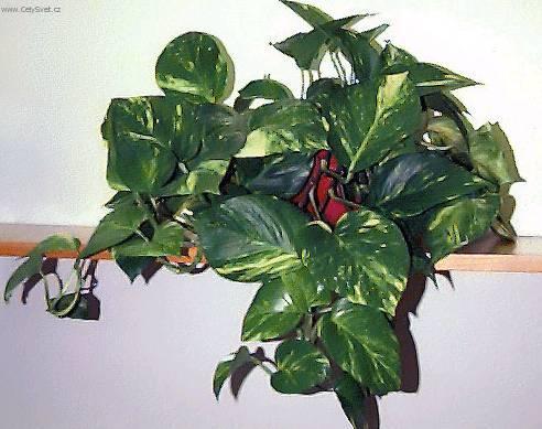 Foto: �plhavnice, scindapsus, potos