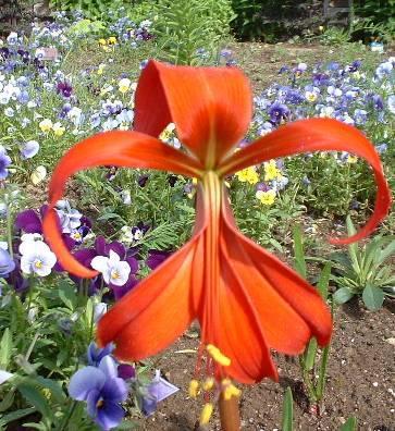 Foto: Sprekelia formosissima