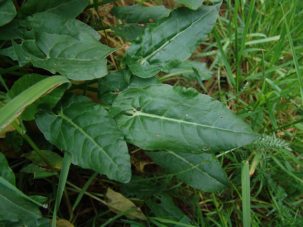 Foto: ��ov�k Kysel�