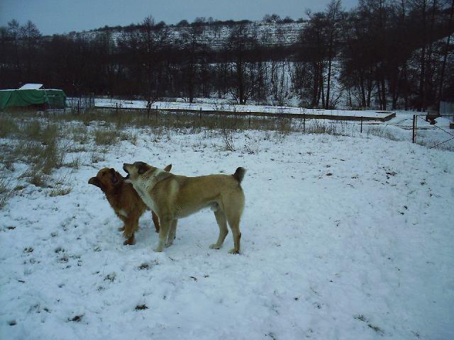 Fotky: St�edoasijsk� pasteveck� pes (foto, obrazky)
