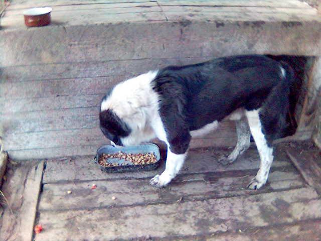 Fotky: St�edoasijsk� pasteveck� pes (foto, obrazky)