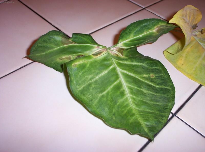 Fotky: Sv�tlo je chlebem rostlin (foto, obrazky)