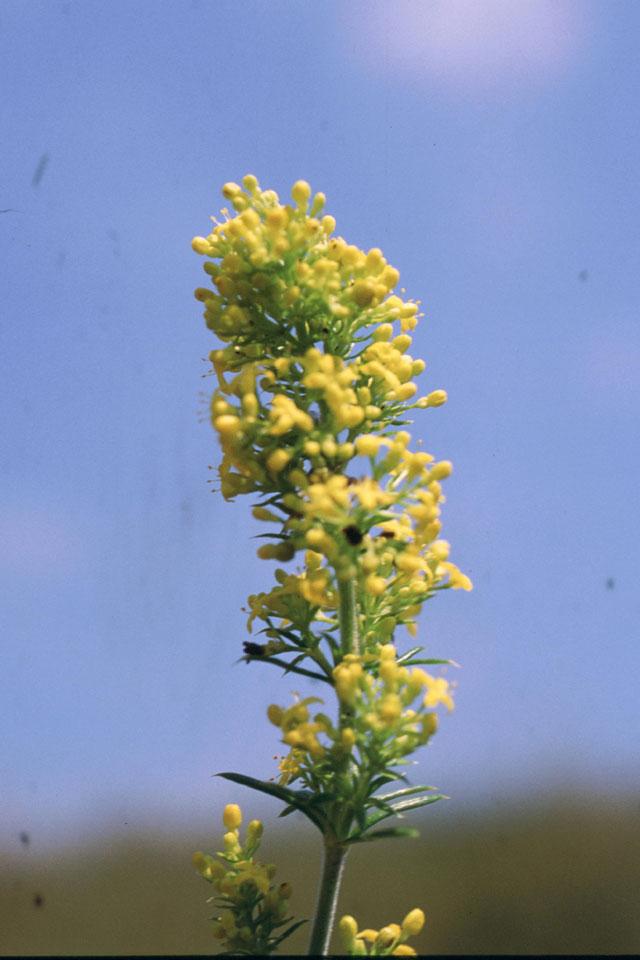 Fotky: Sv�zel (foto, obrazky)