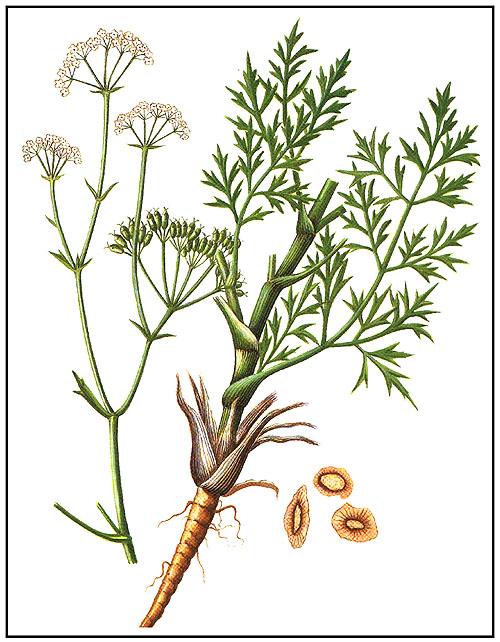 Foto: Tang Kuej, Dang Gui