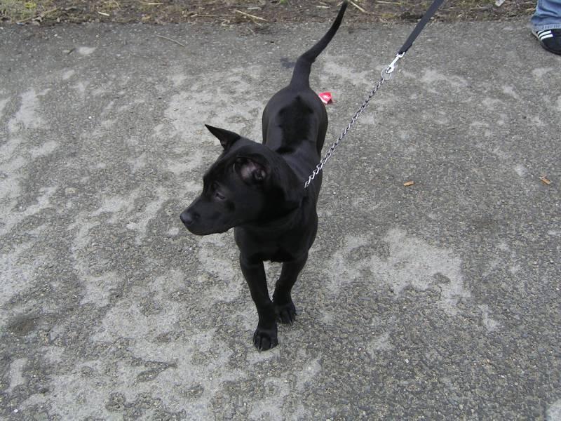 Fotky: Thajsk� ridgeback (foto, obrazky)