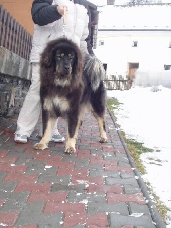Fotky: Tibetsk� doga (foto, obrazky)