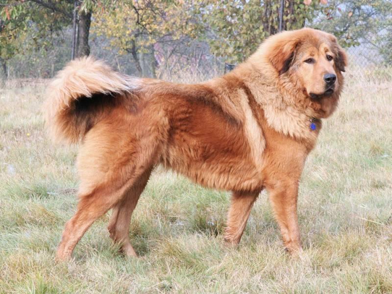 Fotky: Tibetsk� doga (foto, obrazky)