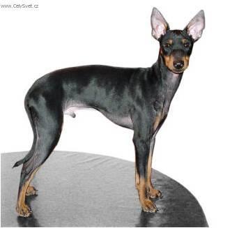 Fotky: Anglick� toy-teri�r (foto, obrazky)