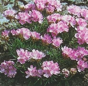 Fotky: Tr�vni�ka (foto, obrazky)