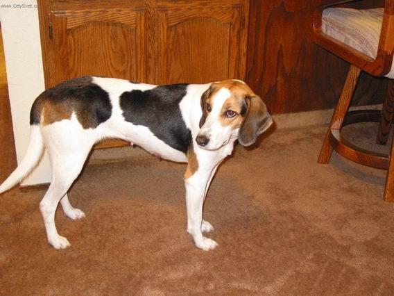Foto: Treeing Walker Coonhound-Chovatel�: Thomas Walker a George Washington Maupin