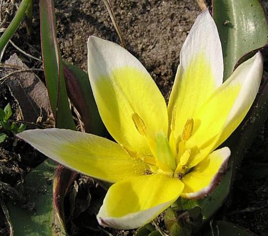 Fotky: Tulip�n (foto, obrazky)