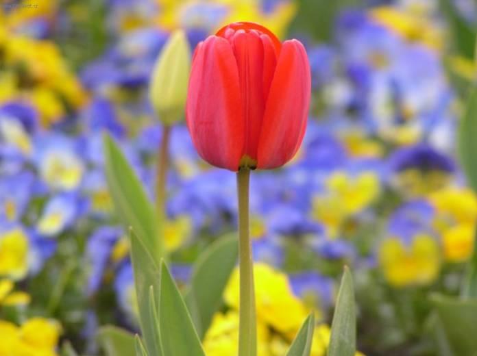 Fotky: Tulip�n (foto, obrazky)