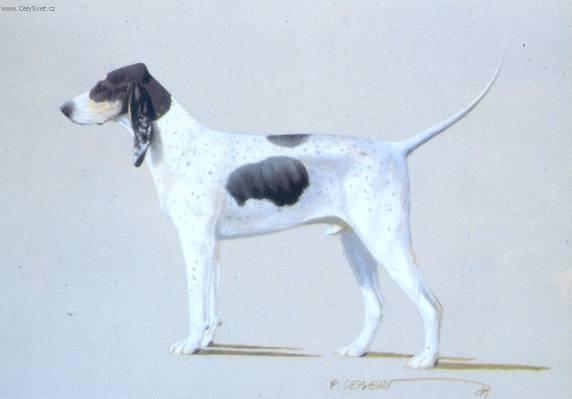 Fotky: Velk� gasko�sko-saintgeoisk� honi� (foto, obrazky)