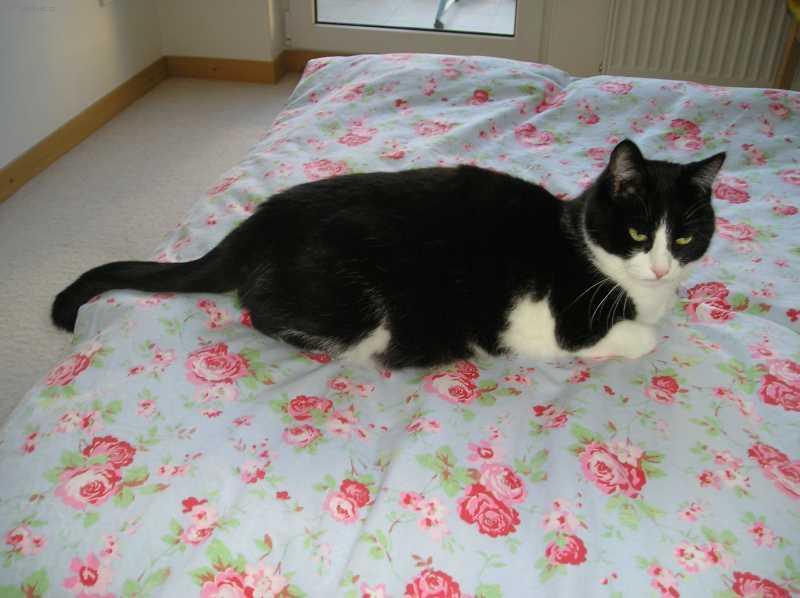 Fotky: V�chova ko�ek (foto, obrazky)