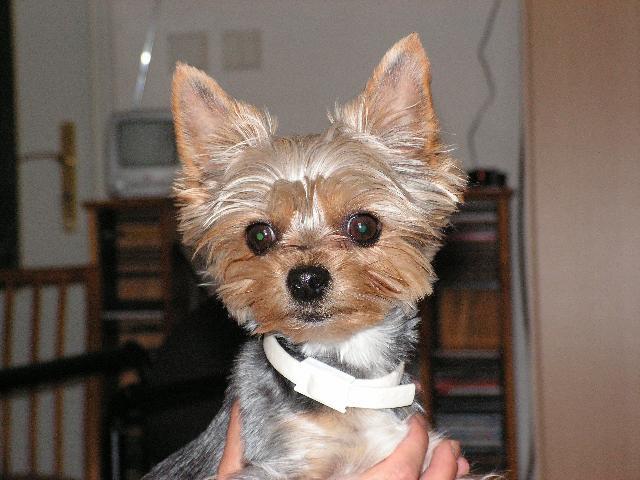 Fotky: York��rsk� terier (foto, obrazky)