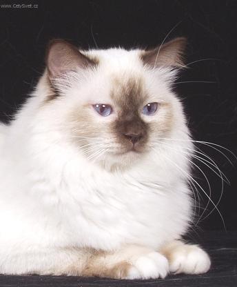 Fotky: Zbarven� Chokolate point (foto, obrazky)