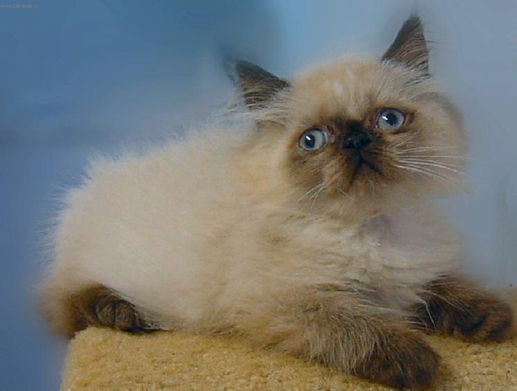 Foto: Zbarven� Seal-point