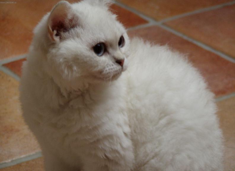 Foto: Zbarven� Tabby-point