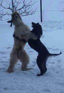 Ps� plemena:  > Afg�nsk� chrt (Afghan Hound)