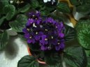 Pokojov� rostliny: Mnoholet� > Africk� fialka (Saintpaulia)