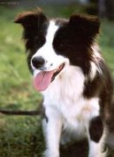 Ps� plemena:  > Agility