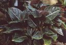 Pokojov� rostliny: Mnoholet� > Aglaonema (Aglaonema rotundum)
