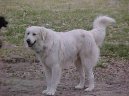 Ps� plemena:  > Akba� (Akbash Dog)