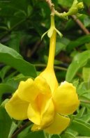 Alamanda po�istiv�