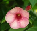 Pokojov� rostliny: Mnoholet� > Alamanda po�istiv� (Allamanda cathartica)