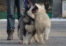 Ps� plemena:  > Alja�sk� malamut (Alaskan Malamute)