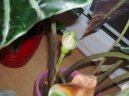 Pokojov� rostliny: Mnoholet� > Alok�zie (Alocasia)