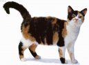 :  > Americk� drsnosrst� ko�ka (American Wirehair Cat)