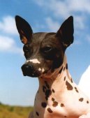 Ps� plemena:  > Americk� bezsrst� teri�r (American Hairless Terrier)