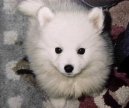 Ps� plemena:  > Americk� eskym�ck� pes (American Eskymo Spitz)
