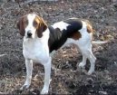 Ps� plemena:  > Americk� foxhound (American Fox Hound)