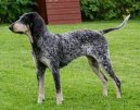 Ps� plemena:  > Americk� modr� gasko�sk� chrt (American Blue Gascon Hound)