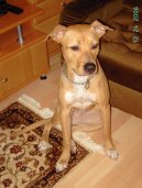 Ps� plemena:  > Americk� pitbull teri�r (American Pit Bull Terrier)